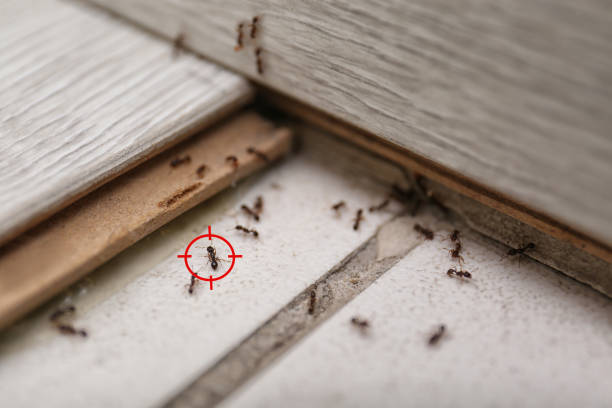 Best Insect Control  in Creswell, OR
