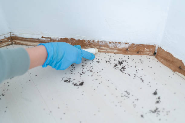 Best Mosquito Control Services  in Creswell, OR